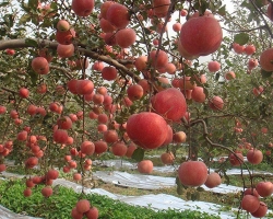 苹果果园基地
